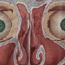 Nasal and Sinus Problems and Solutions | Neus.nu | Platform van KNO-artsen