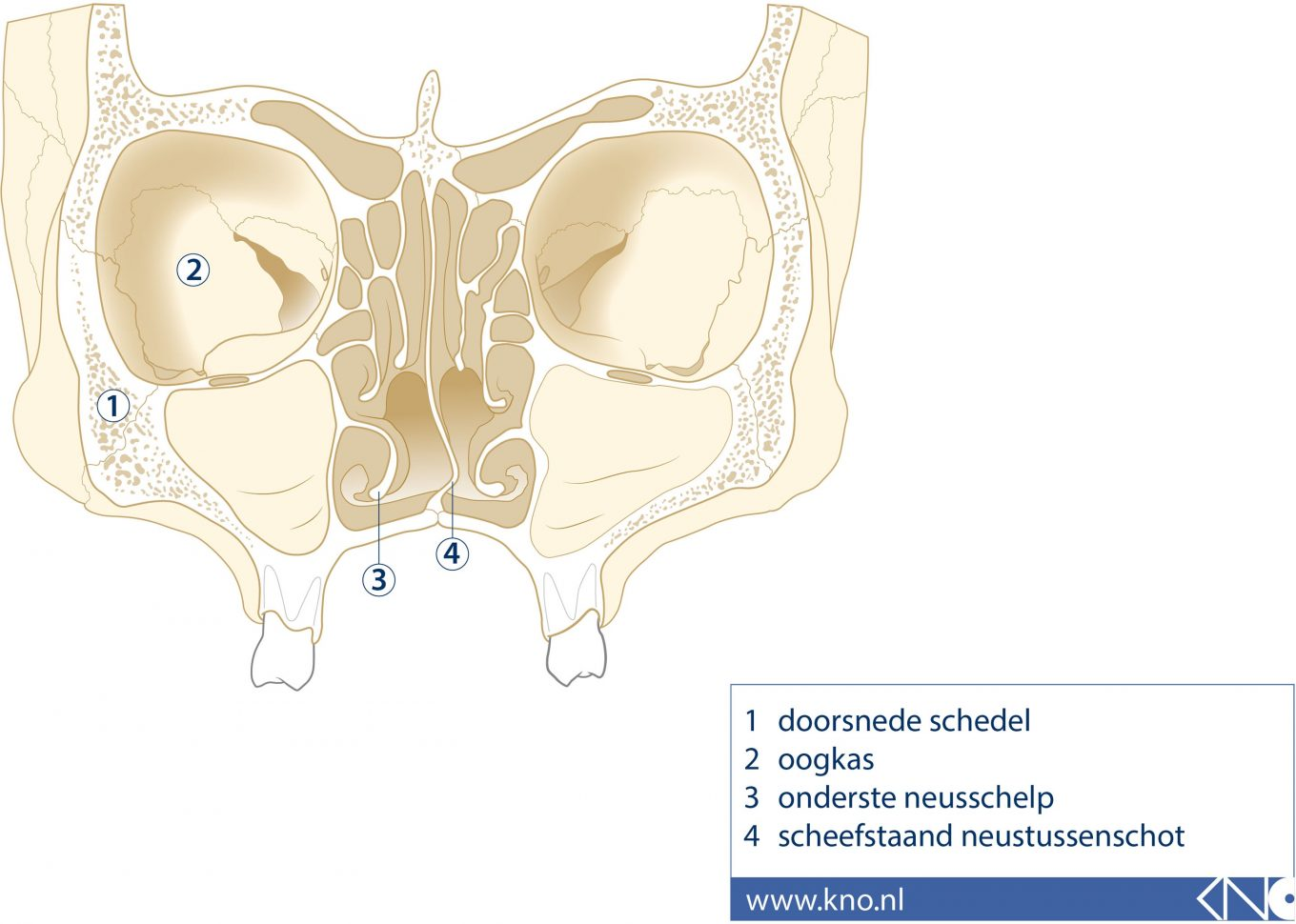 Septumdeviatie | Neus.nu | Platform van KNO-artsen