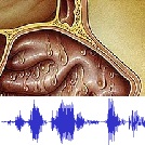 Verkoudheid-audio Verkoudheid met audio | Neus.nu | Platform van KNO-artsen