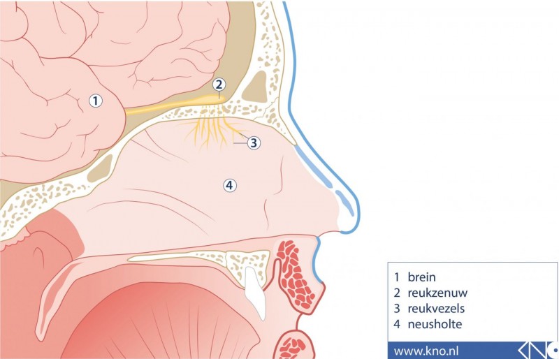 Niet meer ruiken kan het begin van een Corona-infectie zijn